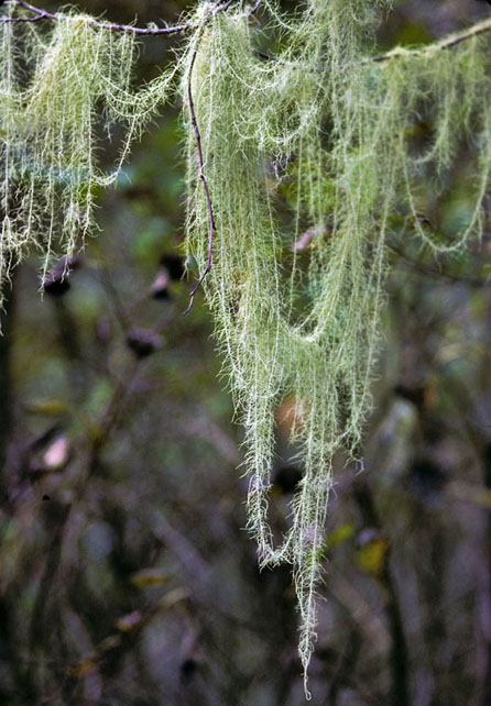 lichen graphic